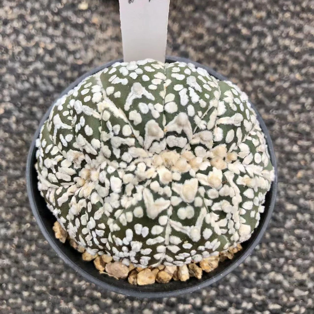 仙人掌科星球属浓白V兜一物一拍