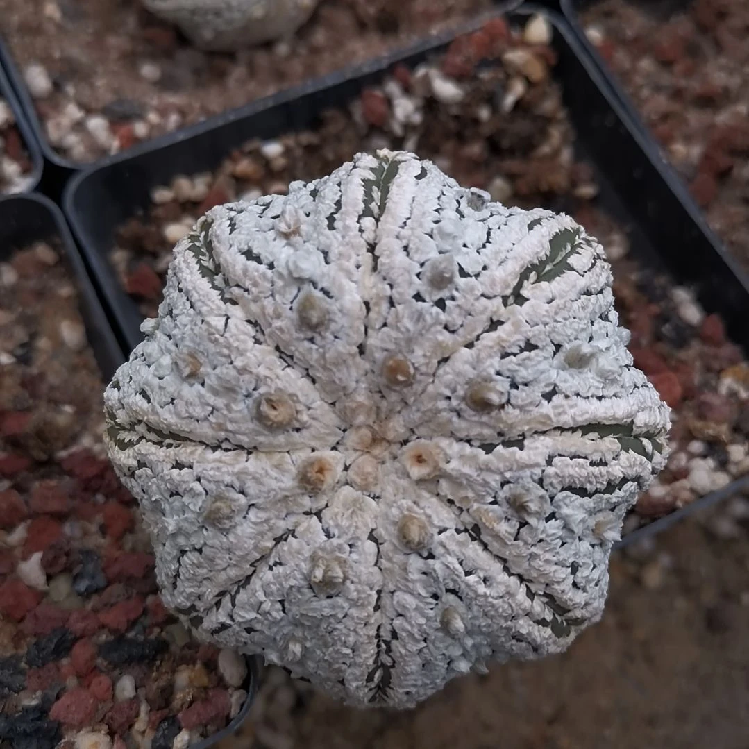 用****9多肉植物多肉植物