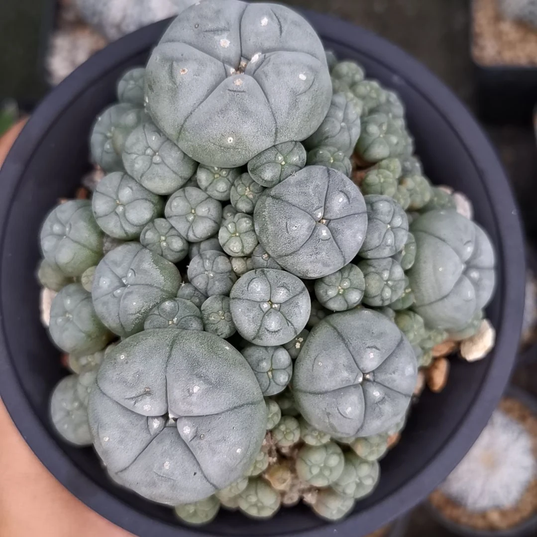 子吹乌精养日系精品仙人球