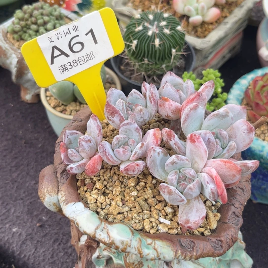 桃*多肉橙子1111111