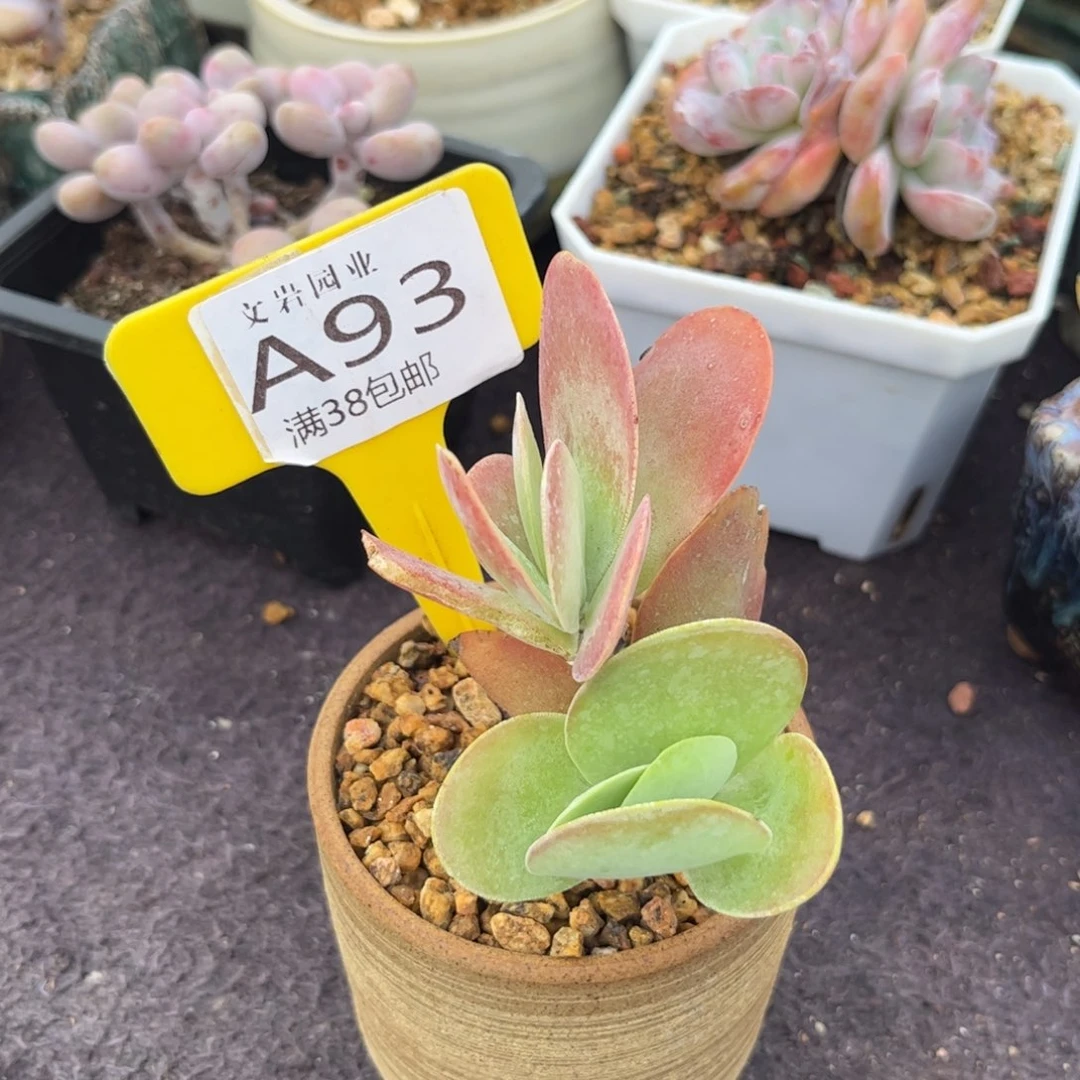 用****8多肉唐印11111111