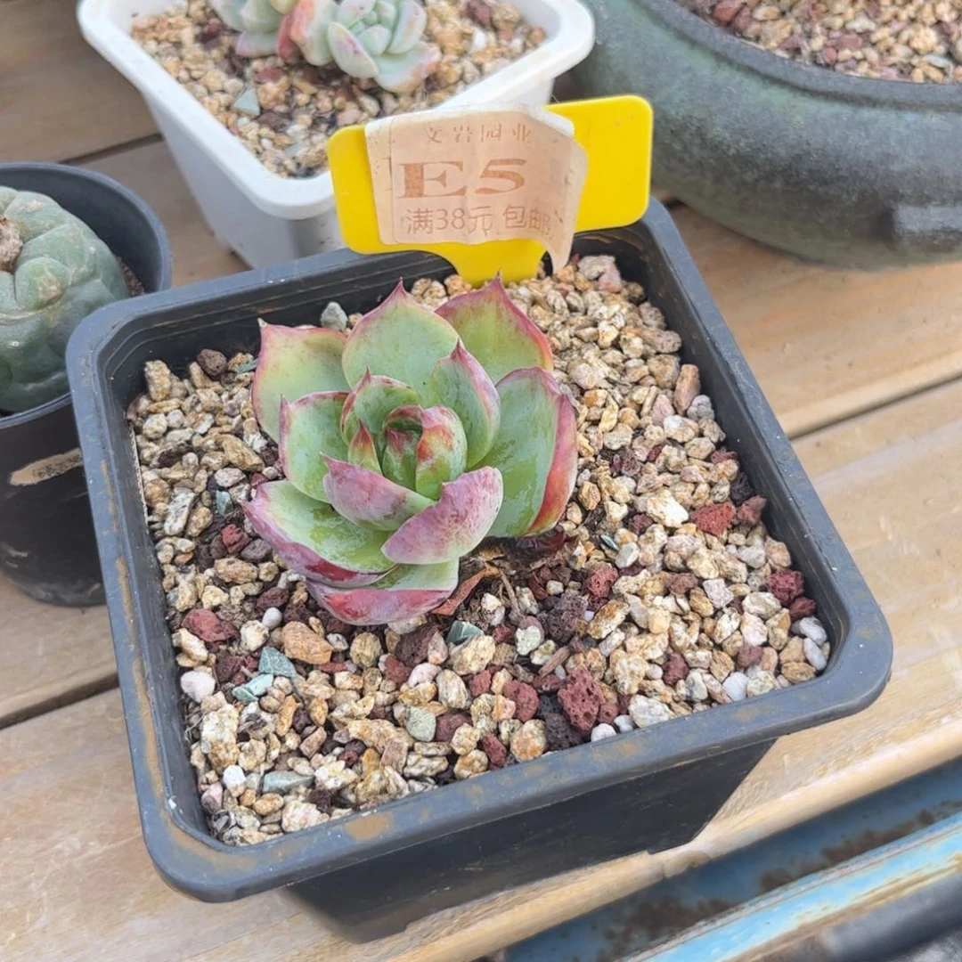 ?*A多肉惊鸿111111111