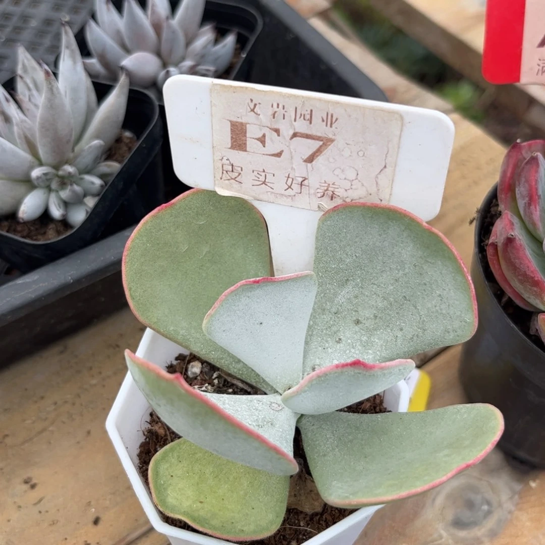 R****n多肉白眉111111111