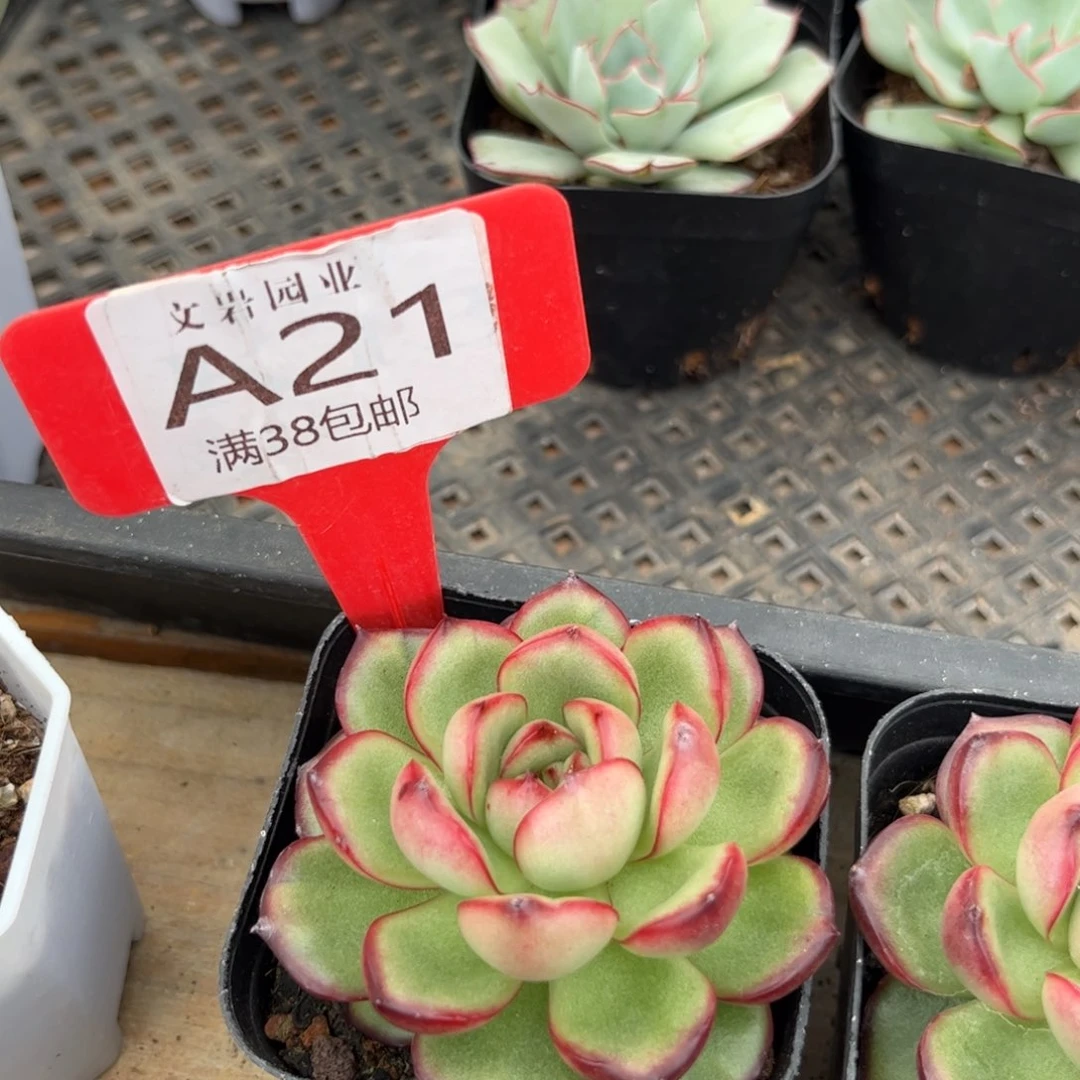 嗳***?多肉万宝龙1111111