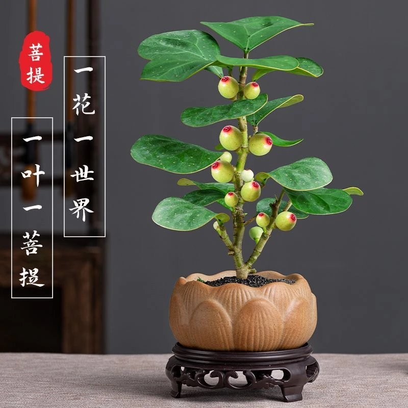 菩提树盆景小叶菩提盆栽禅意办公室内绿植小盆栽花卉客厅微盆景