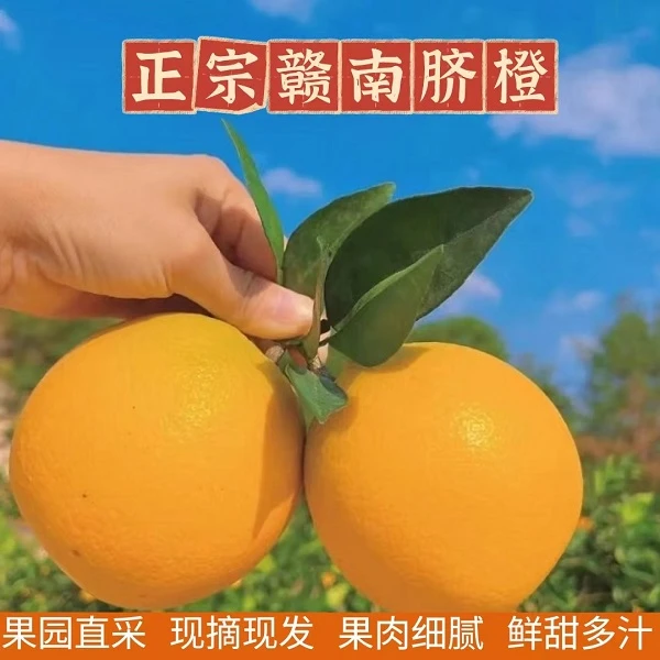 【江西正宗赣南脐橙精品】果园现摘产地直发5/10斤装新鲜橙子C