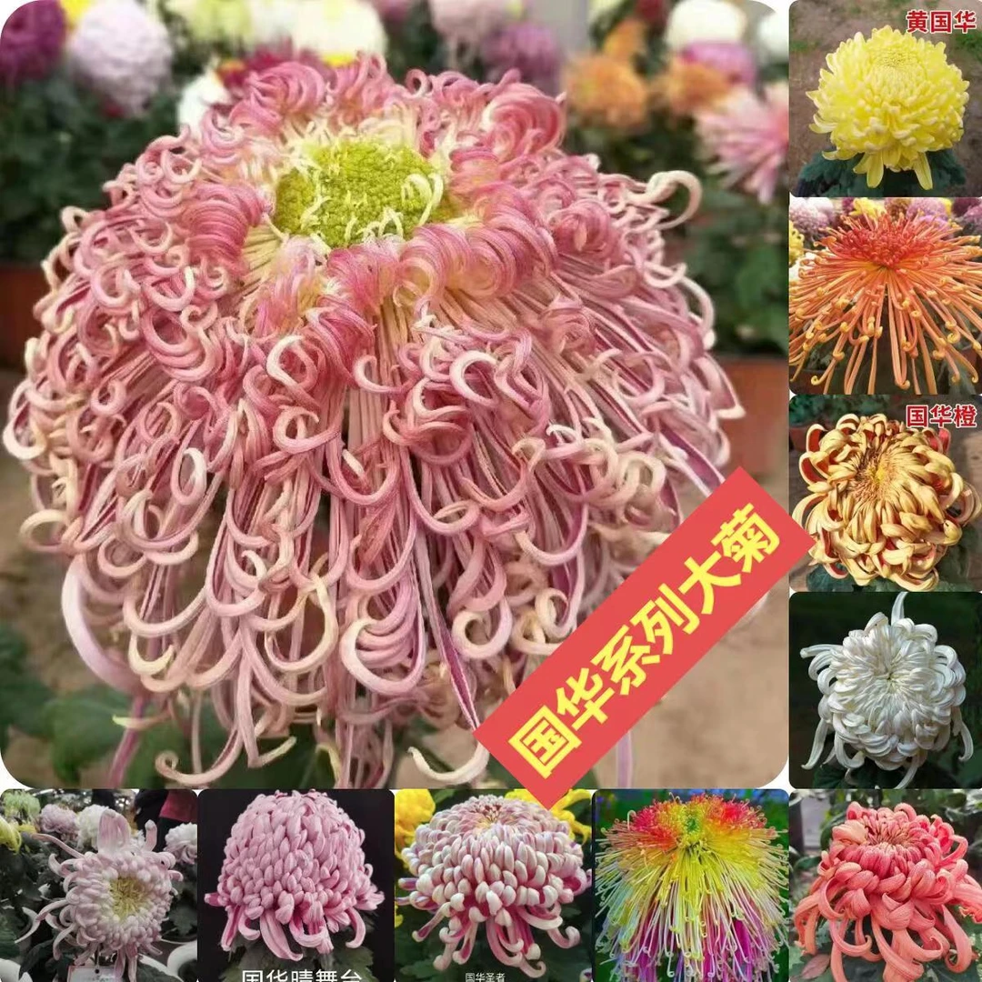【买2单送1单】大菊系列秋冬菊小苗好养耐寒热盆栽庭院