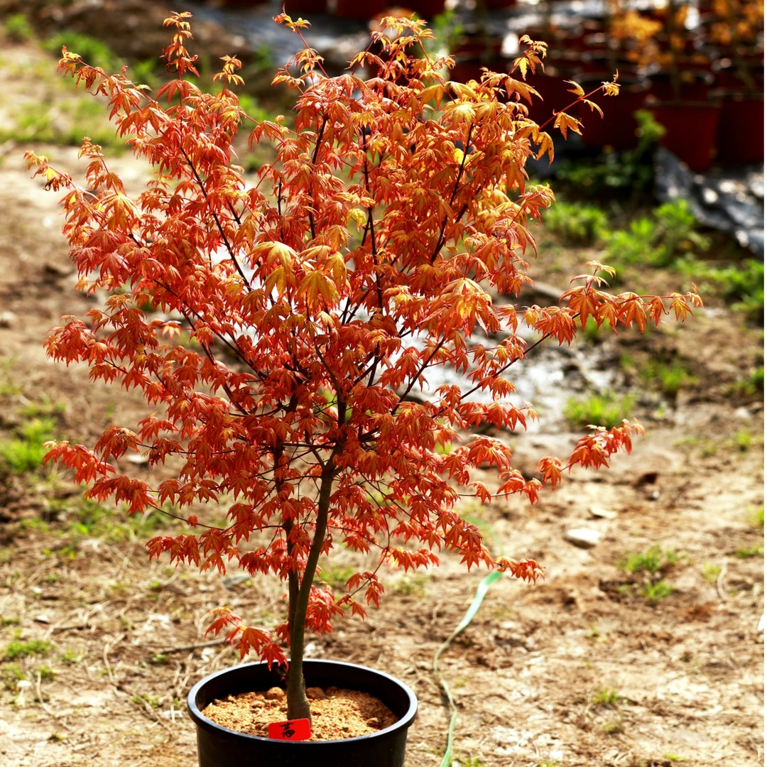 茜 三季色彩多变  庭院植物  黄金枫品种