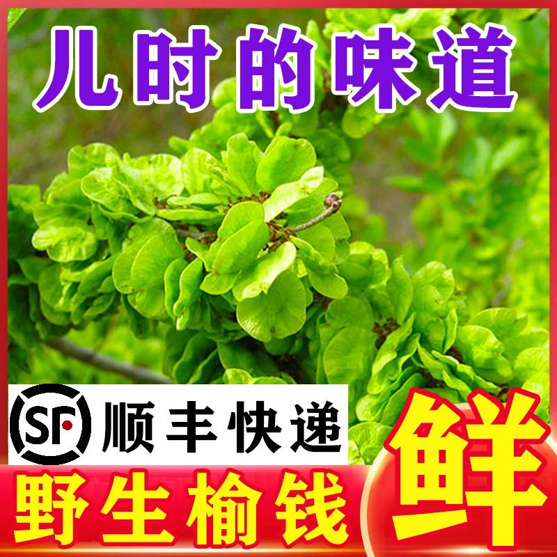 新鲜榆钱野生农家榆钱儿野菜野生蒸榆钱馍榆钱饭饼