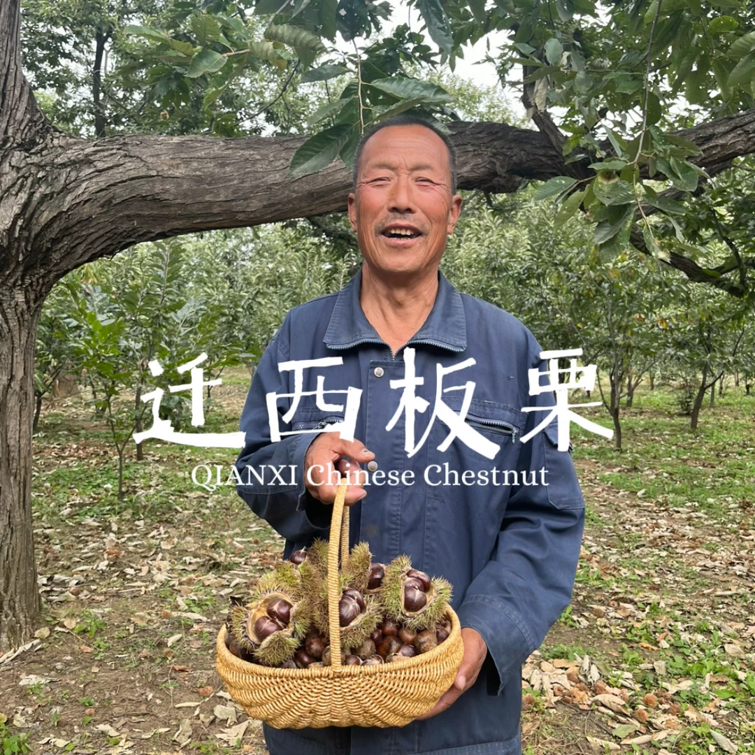 【高性价比中果,拍3斤发5斤】2024正宗迁西百年老树新鲜板栗