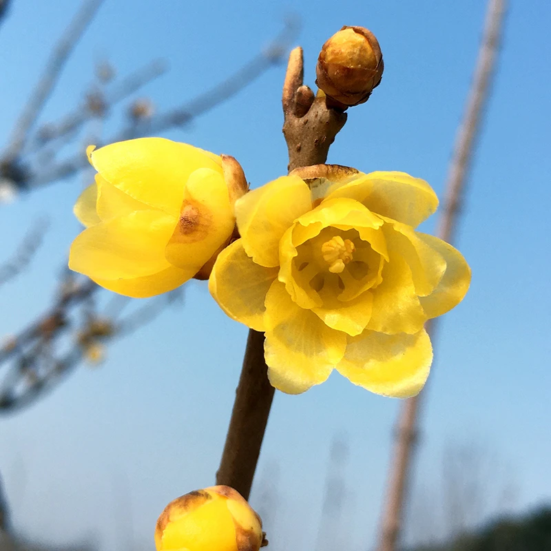 鄢陵腊梅【暗香】香味浓郁当年开带花苞特浓香型盆栽苗素心露台