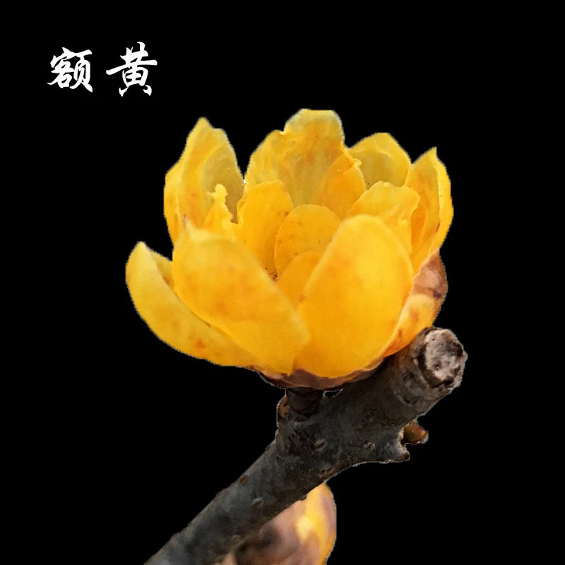 北方适用优良腊梅品种盆栽【额黄】当年开花树苗嫁接带花苞橘黄色