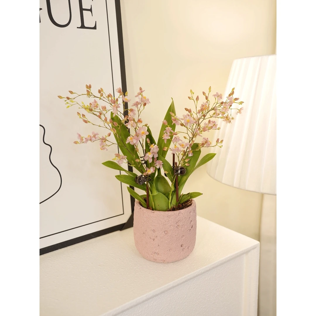 【森森优选】文心兰 奶油香梦香兰光宗粉 带花苞