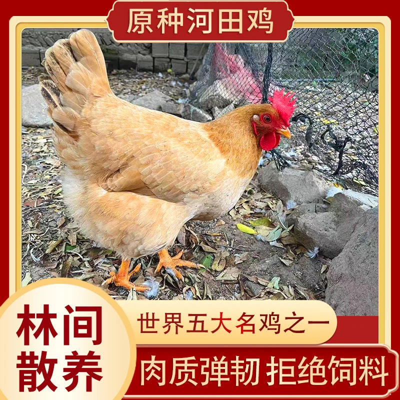 【顺丰包邮】河田鸡散养的鸡喂稻谷青菜土鸡炖汤鸡月子鸡2斤