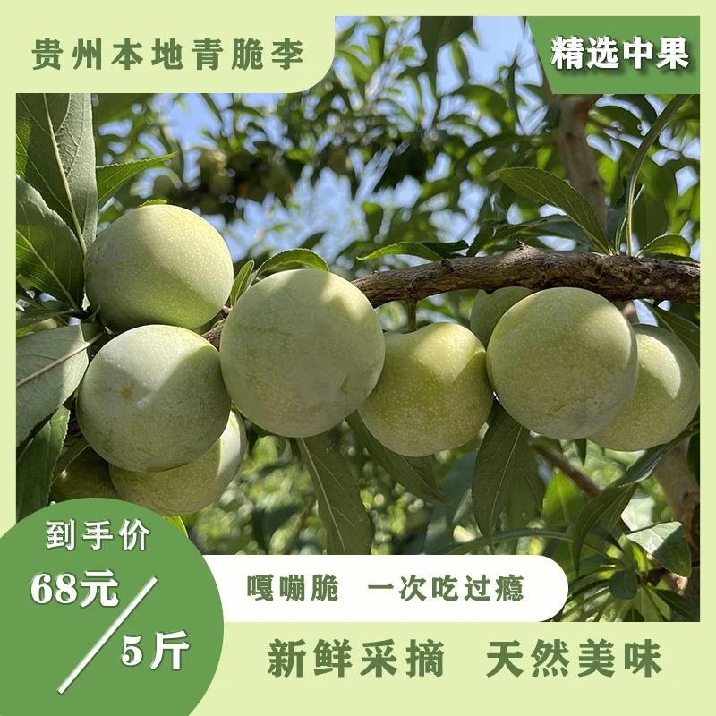 【精选中果】贵州高山青脆李精选新鲜采摘水果水嫩多汁酸甜5斤