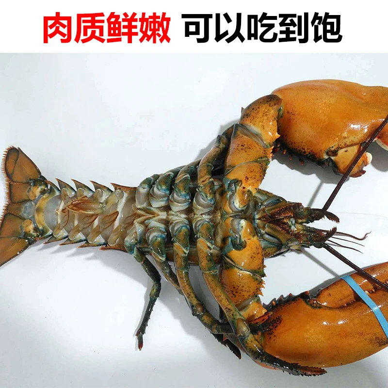 冷冻波士顿龙虾海鲜水产澳洲大龙虾波龙龙饱满虾3-10斤顺丰包邮