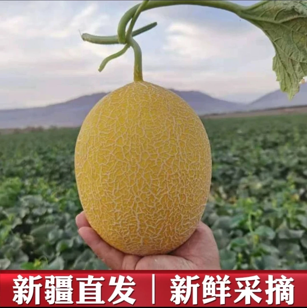 【新疆直发】•金色年华 24年头茬挚爱新疆哈密瓜包邮新鲜发货包赔