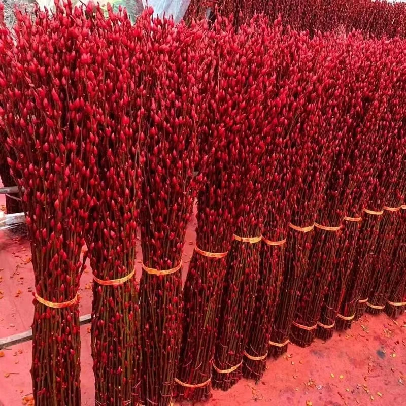 【云南】红色银柳干花真花年宵花室内客厅摆放装饰花染色新鲜
