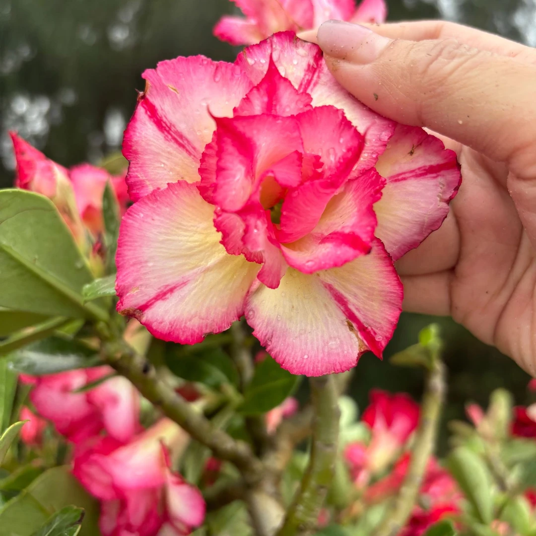 正宗沙漠玫瑰花嫁接带花盆开花很香室内室外盆景种植养植容易