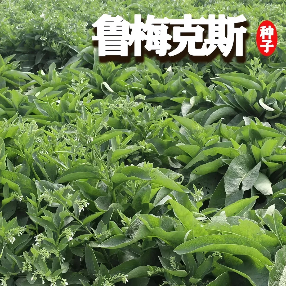 进口多年生鲁梅克斯种子俄罗斯饲料菜高产型牧草种籽猪牛羊鸡鸭鹅