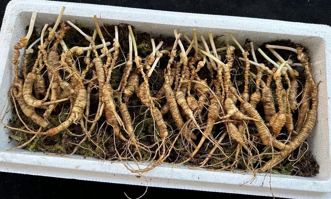 素汐长白山精品小山参（直播间改价链接）