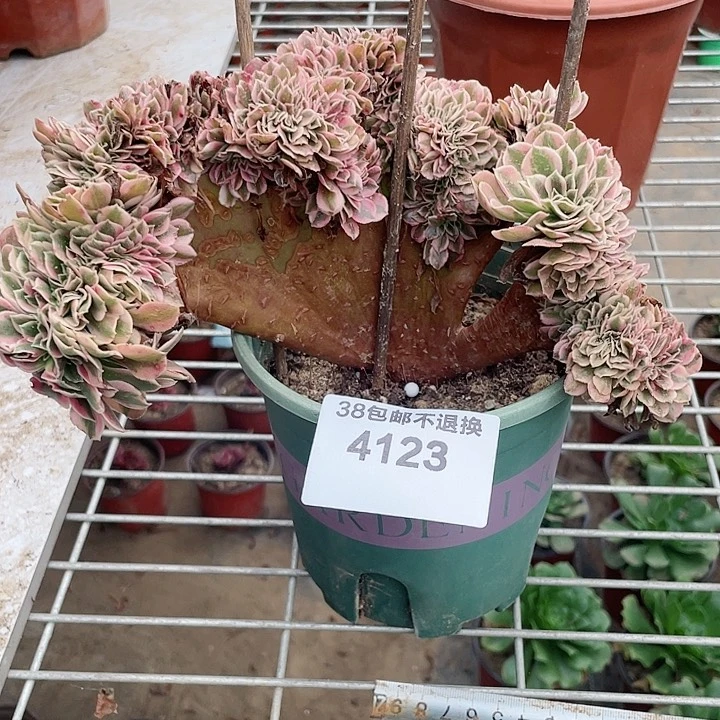 4123，多肉法师粉女巫缀