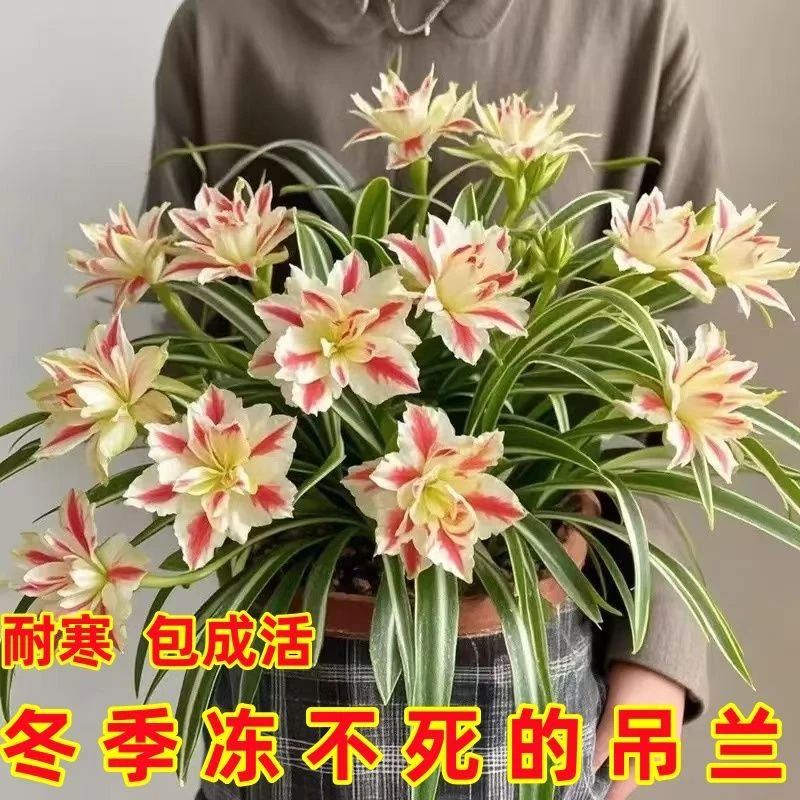 金心吊兰盆栽大花浓香型花卉绿植物室内外四季可种耐寒热易活种球