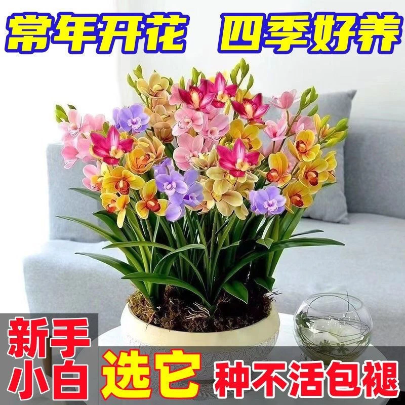 【香水兰花】耐寒耐热四季开花橙心兰花水球根土培水培浓香型植物