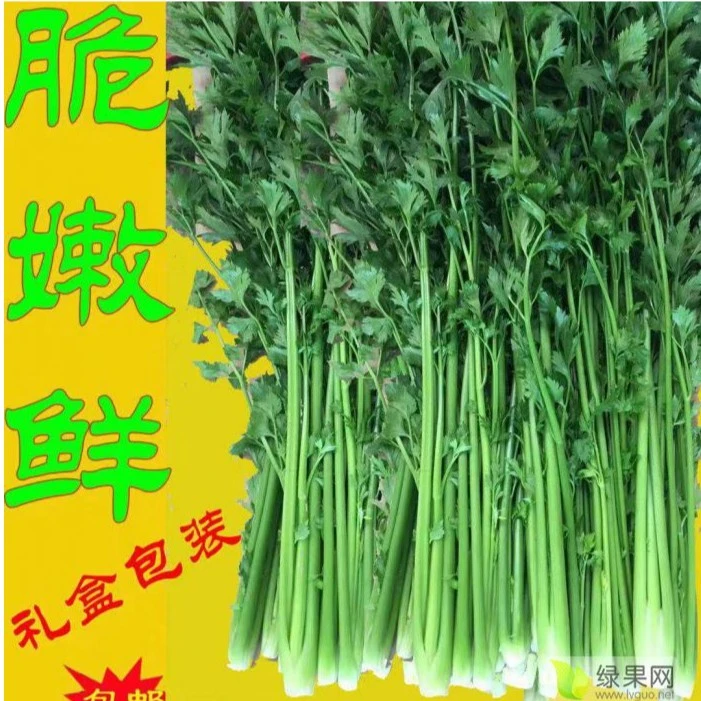 【精品鲍芹】,礼盒包装,产地直发,可以生吃的芹菜 拍两斤送一斤!~