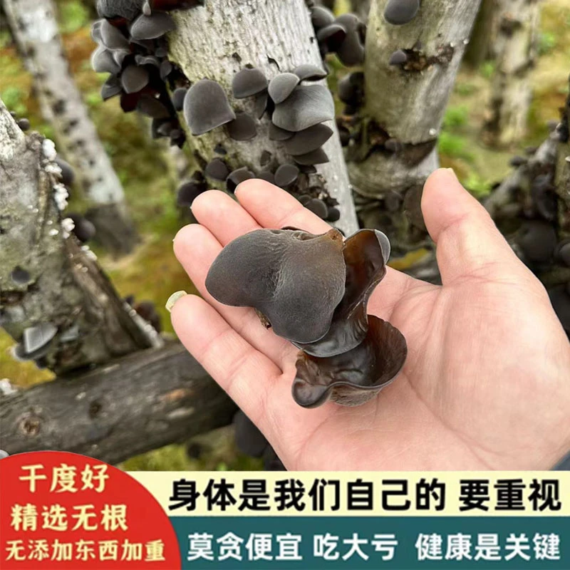 黑木耳东北品质新货肉厚无根头茬无增重正宗特产秋木耳250g/500g