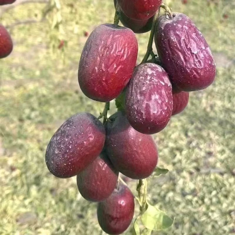 新枣2025年原生态灰枣新疆灰枣若羌灰枣3斤5斤装核小皮薄枣香浓郁