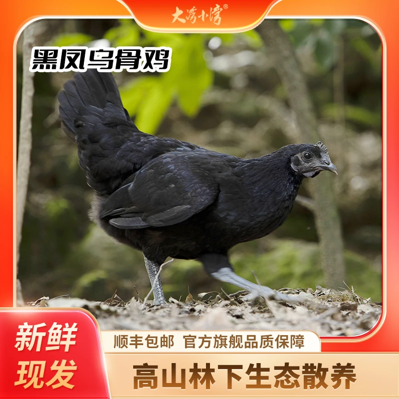 黑凤乌骨鸡净重2.5斤 四川散养煲汤肉质乌鸡老母鸡走地鸡溜达鸡