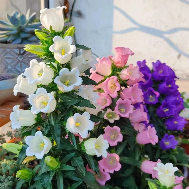 风铃草种子钟花混色多年生低矮花卉室内阳台盆栽易活播花种子易种