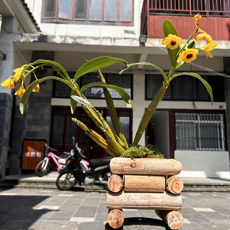 花卉云南腾冲深山绿植寄生植物直播推荐以直播间主播推荐实物为准