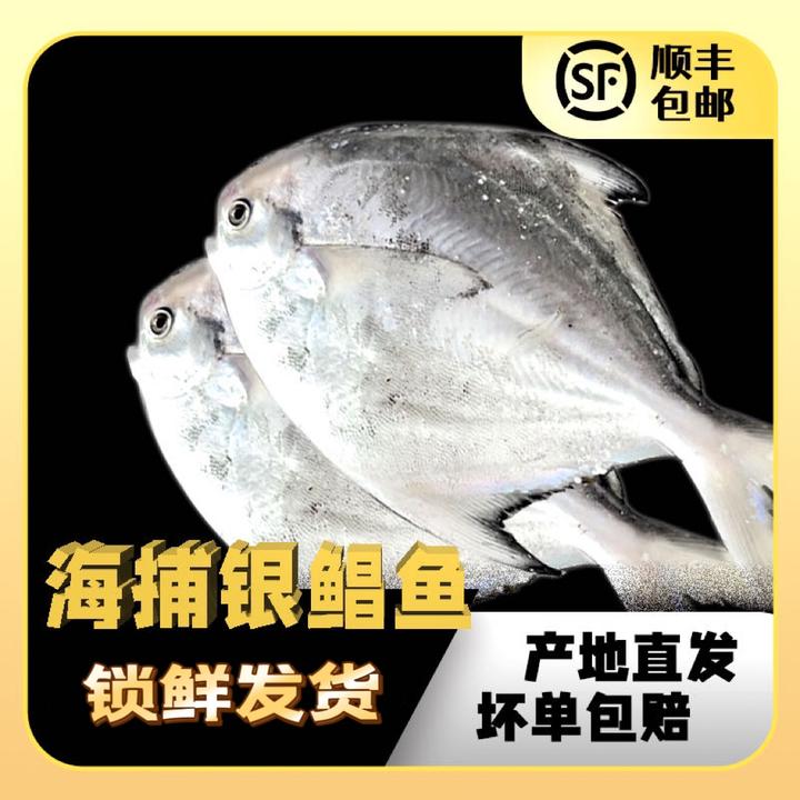 【新粉送2斤】海捕银鲳鱼小规格福利款（嫌小勿拍）拍3送2到手5斤