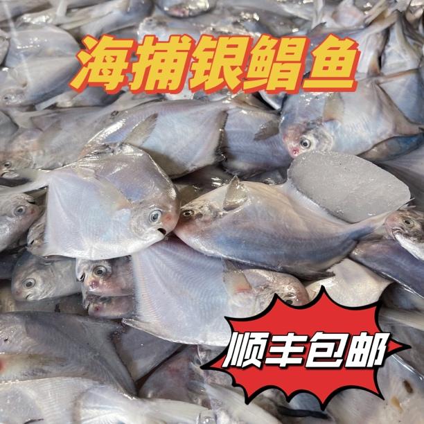 海捕银鲳鱼 买二送二 大号 到手4斤 锁鲜发货顺丰包邮