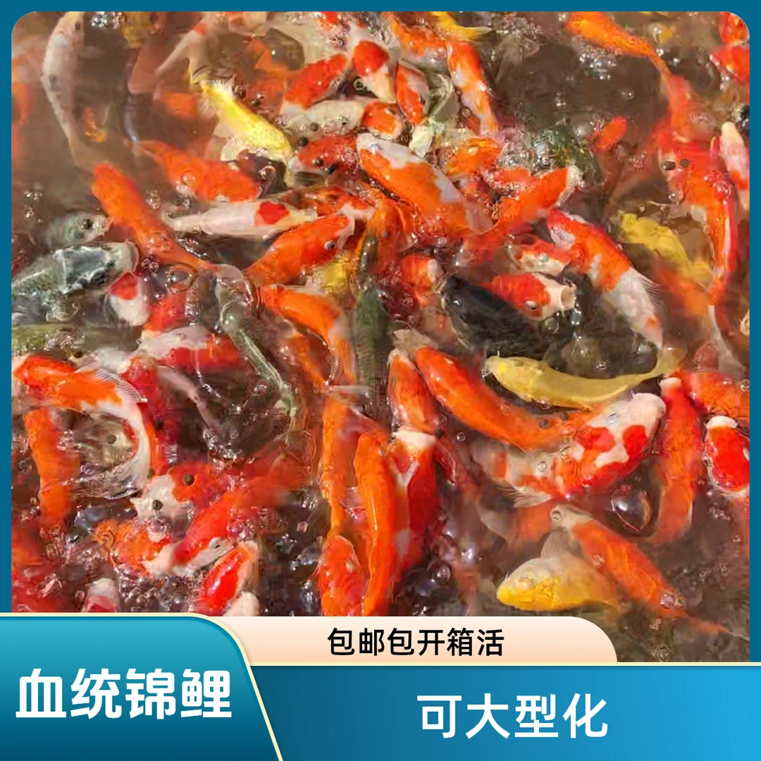 （直播链接）血统日本纯种锦鲤红白茶锂介子锦鲤包邮开箱活观赏鱼