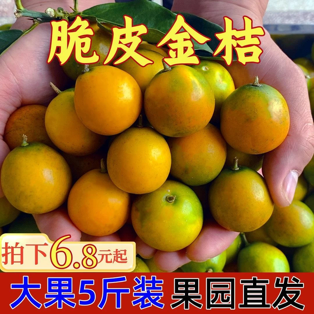 《脆皮金桔》广西融安脆蜜金桔纯甜无酸1斤3斤5斤滑皮新鲜多汁发货