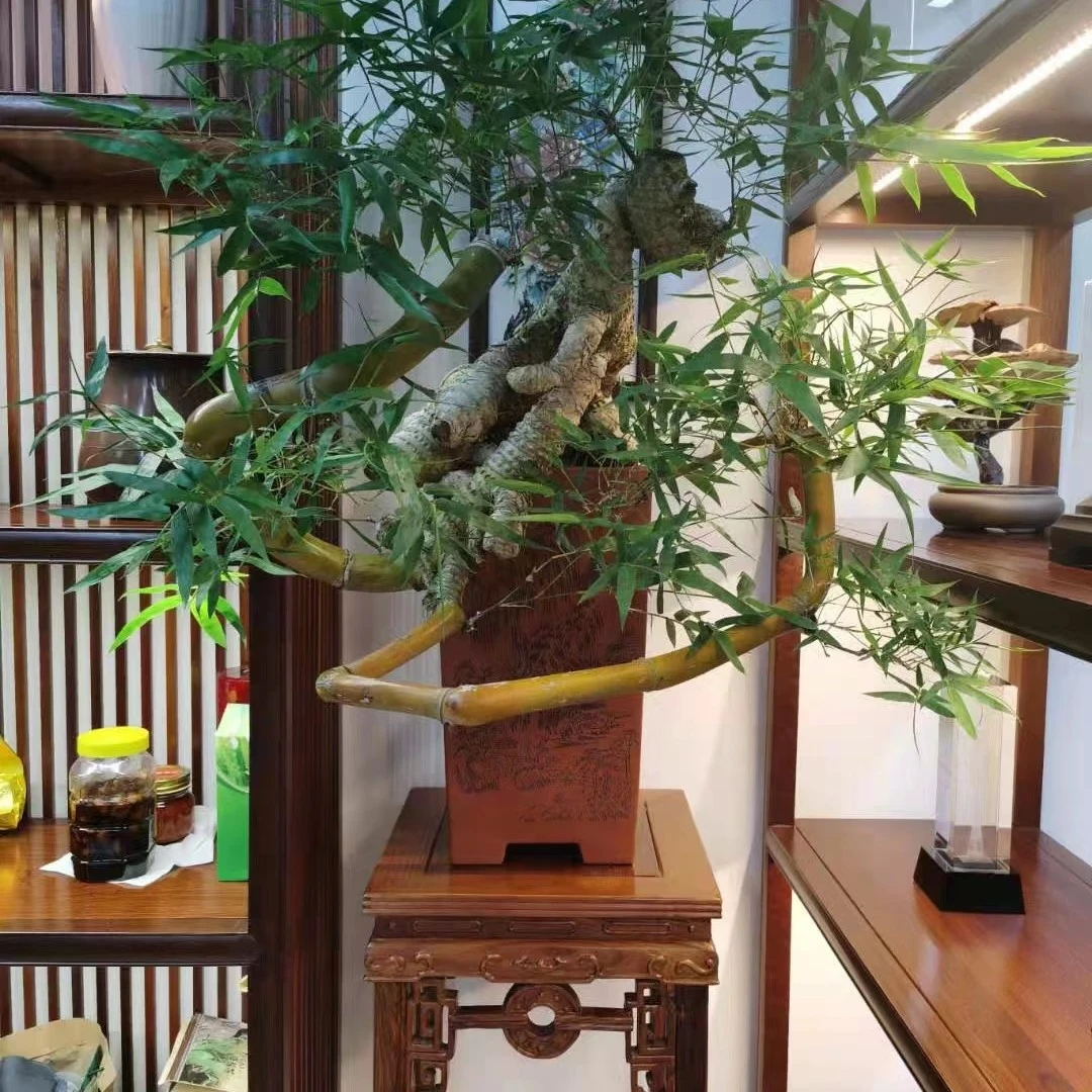 广东湛江小叶簕竹盆景绿植