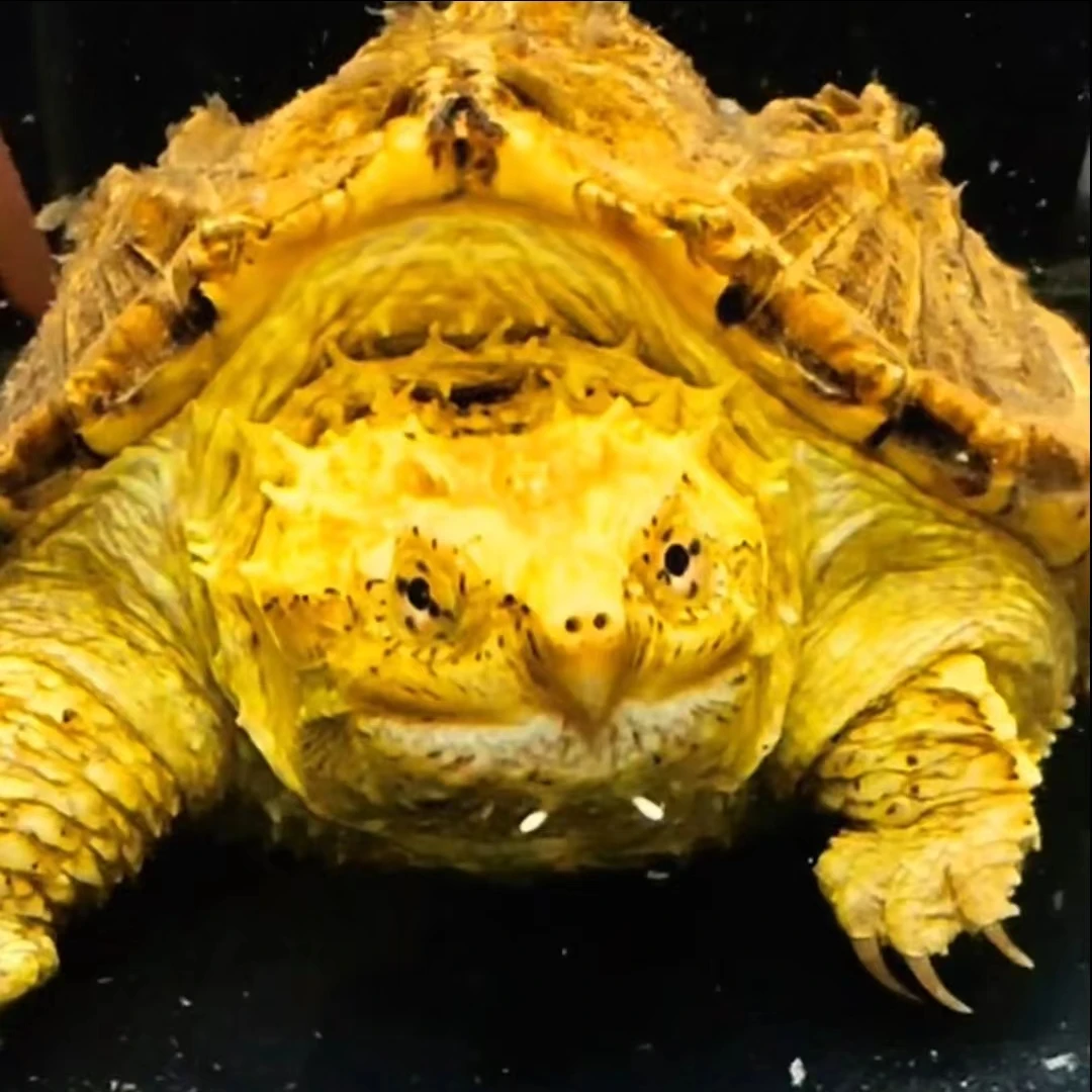 观赏龟宠物龟纯佛野后