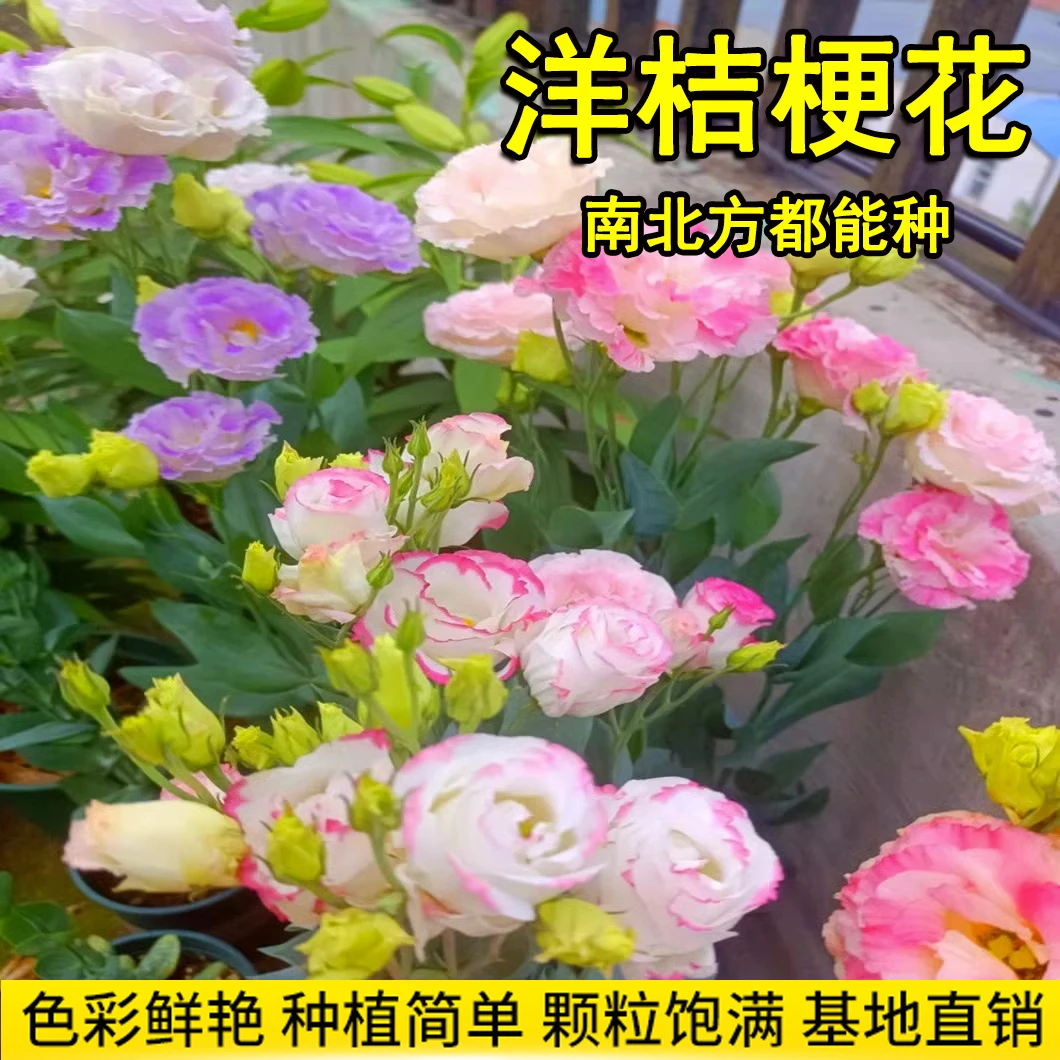 洋桔梗花四季易活阳台庭院盆栽花卉播种花种子花室外室内开花种植