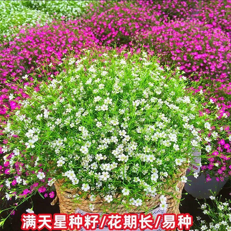 满天星种子四季易活易耐寒净化花种子花园盆栽花卉草花种子开花