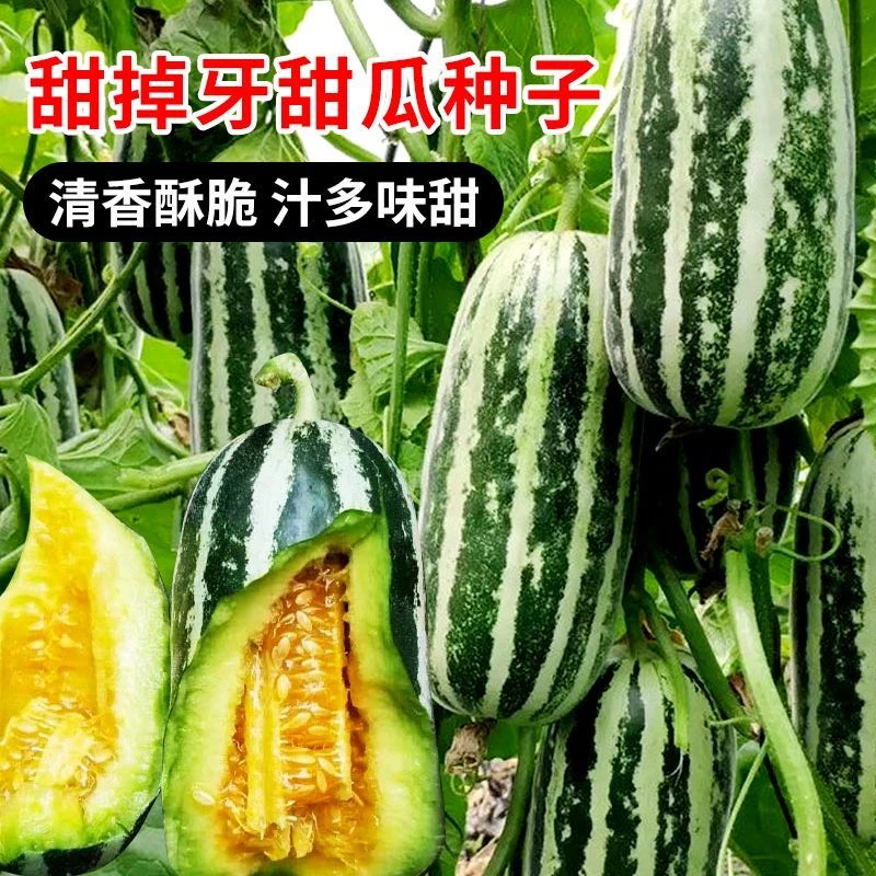 【厂家直销 送肥料】冰糖甜瓜高产种子花蜜特甜香瓜阳台种子