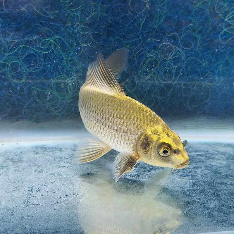 精品锦鲤观赏鱼古黄金古典黄金熊猫龙凤冷水耐活鱼养殖场直发包邮