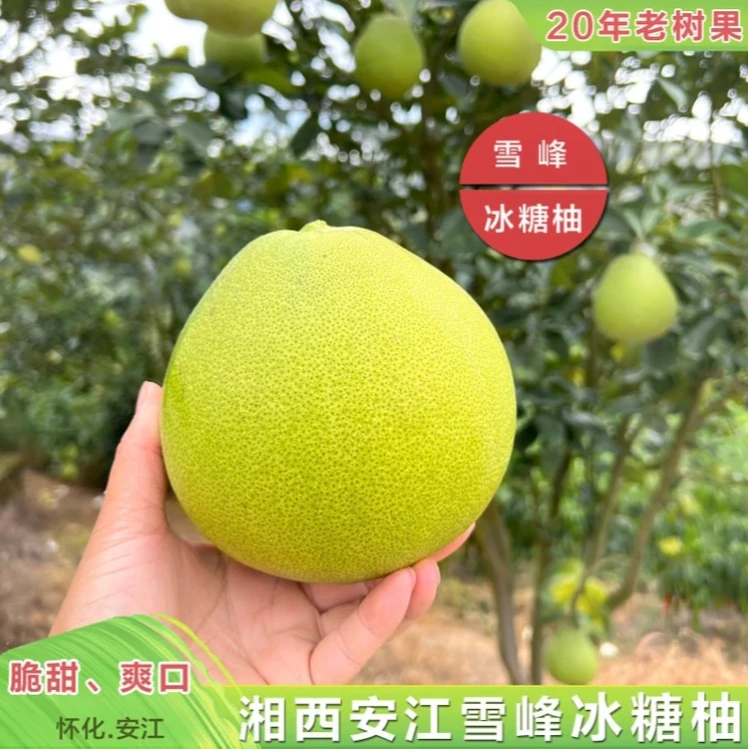 湖南安江雪峰冰糖柚老树果香柚现摘新鲜大果麻麻柚小苦柚微苦回甘