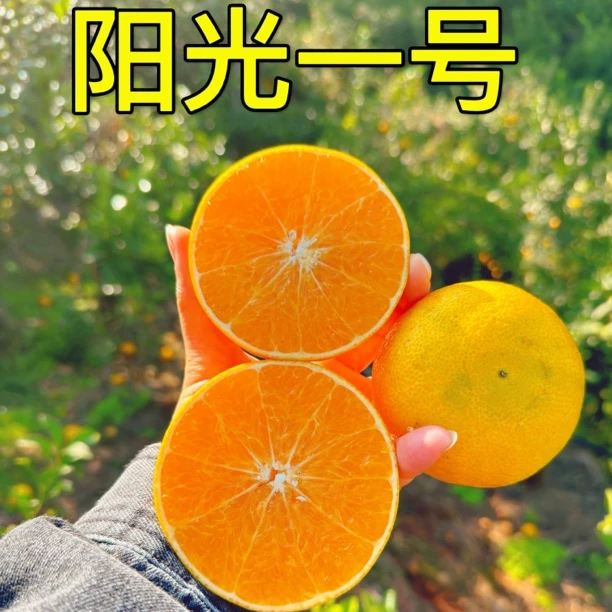 湘西岩垅阳光一号桔柚新品纯甜橙子肉嫩爆汁无籽大果9斤皮薄肉厚