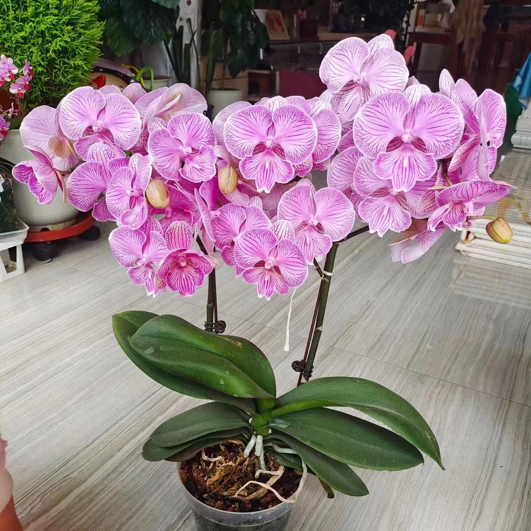 【朗布隆】蝴蝶兰带花苞盆栽兰花办公室客厅室内外花卉好养易活