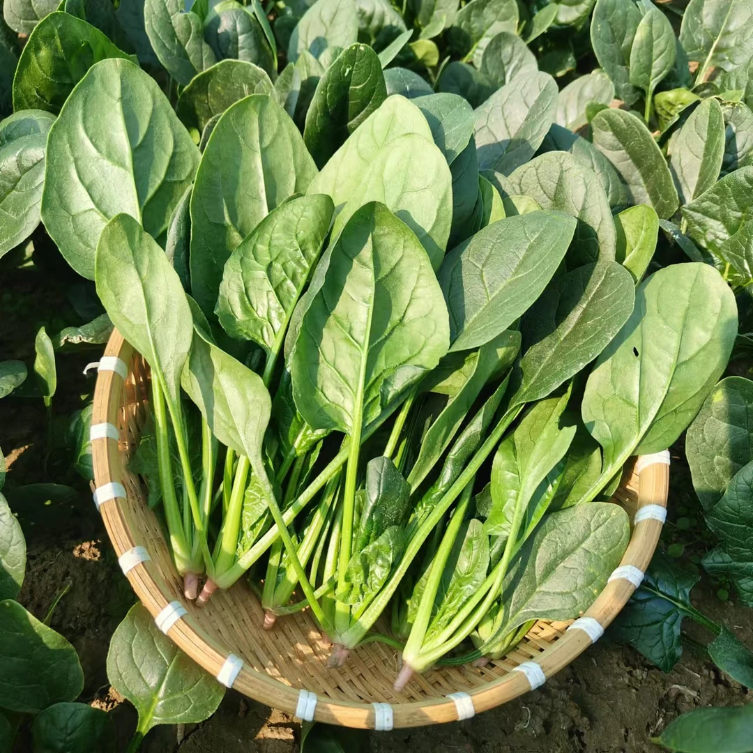 本地露天（菠菜）精品净菜当天摘当天发