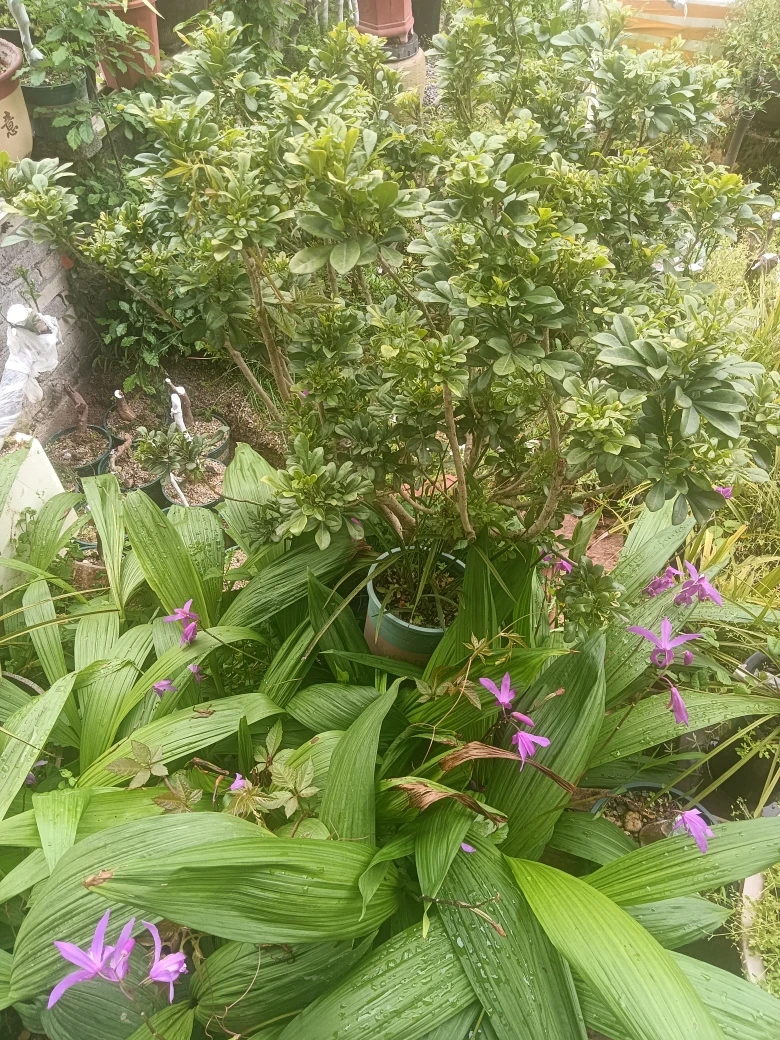 植物植物植物植物