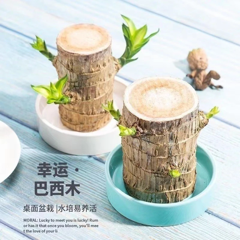 【新疆包邮】巴西木水养幸运木绿植盆栽小树人室内水培四季好养植物